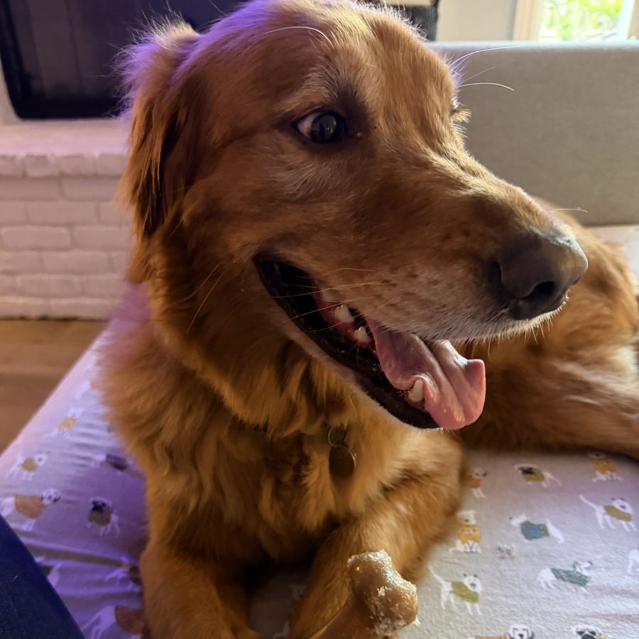 Barney, a red golden retriever