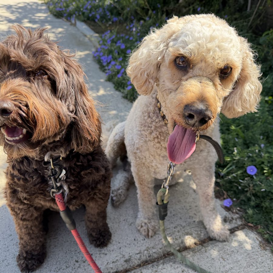 Bentley and Piper, a chocolate doodle and a cream doodle