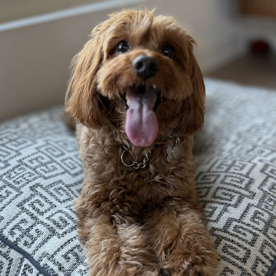 Charlie, a red cavapoo