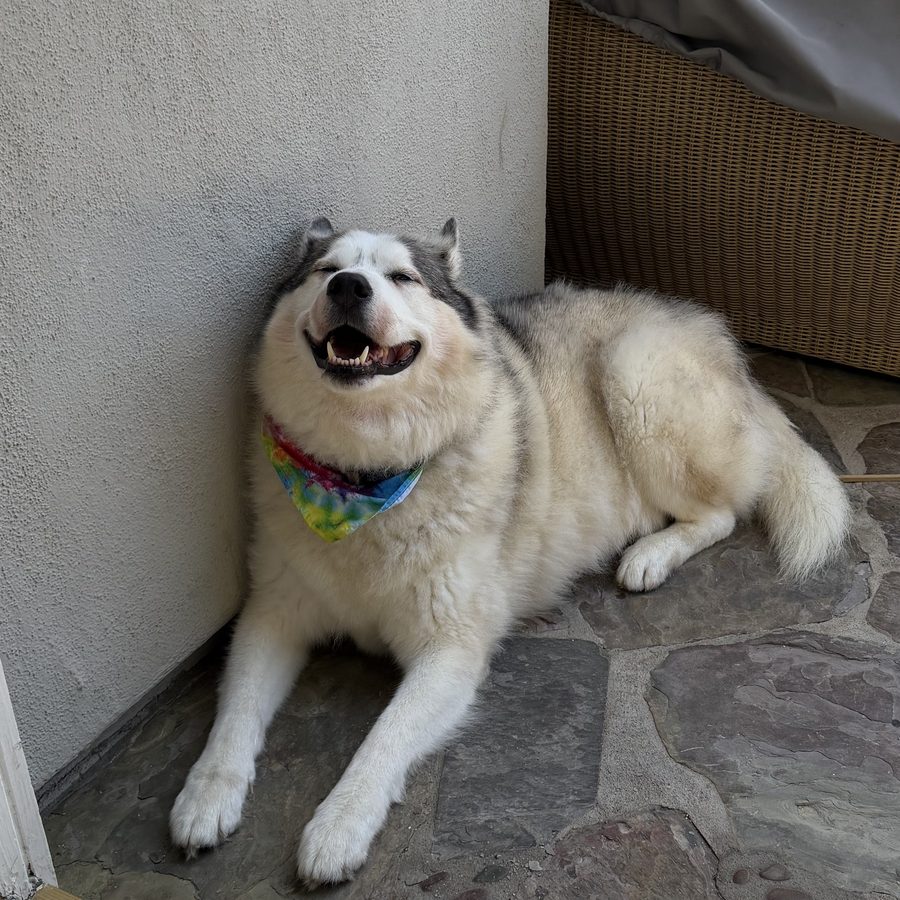 Ghost, a cream husky