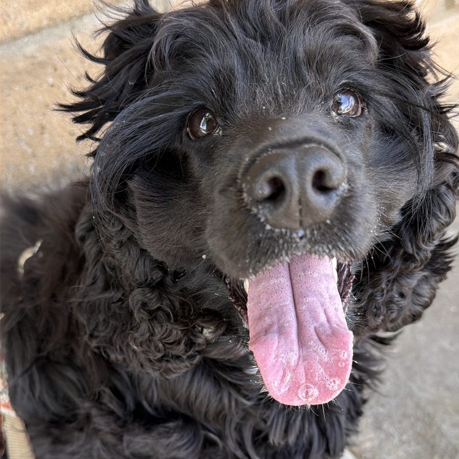Nelly, a black cocker spaniel