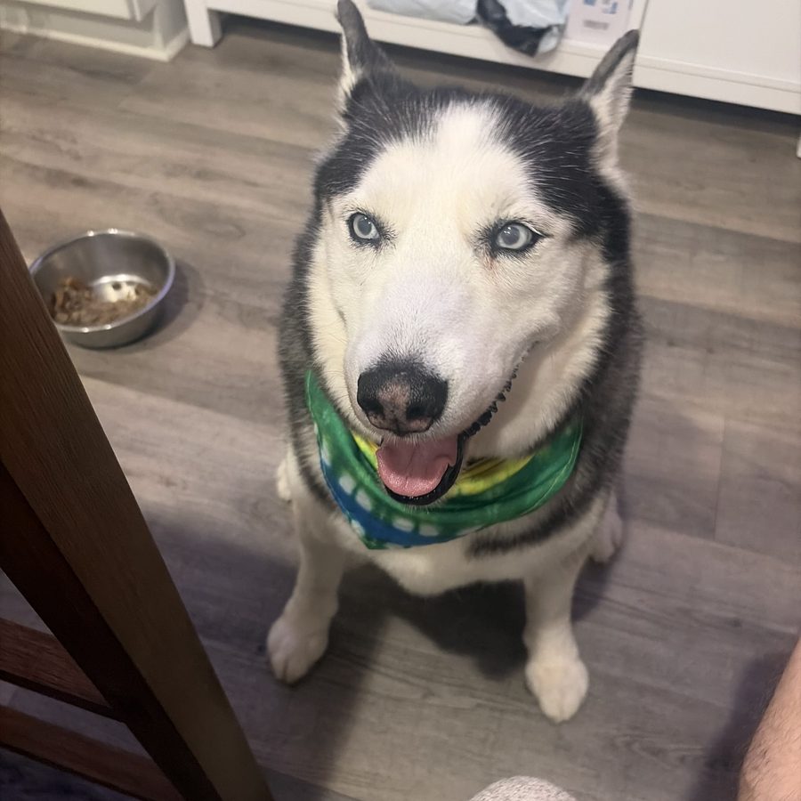 Phantom, a black-and-white husky