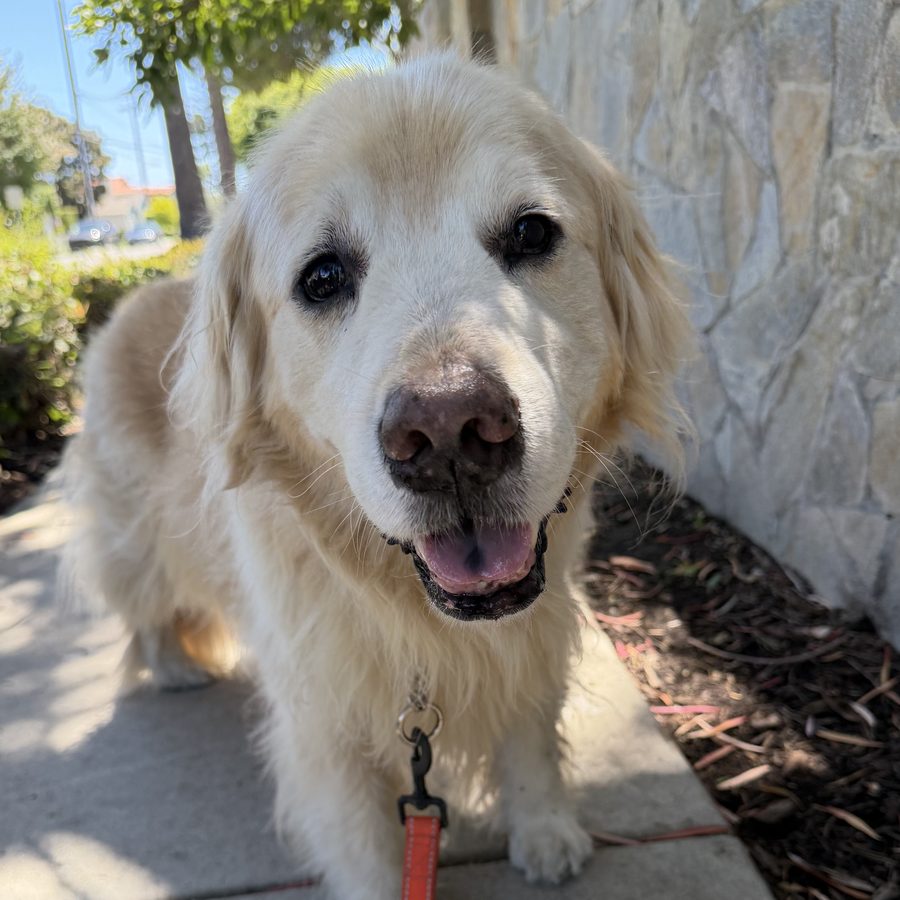 Remi, a golden retriever